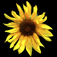 Buy canvas prints of Revised Sunflower  by james balzano, jr.