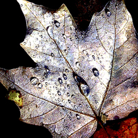 Buy canvas prints of Maple Leaf Afloat  by james balzano, jr.