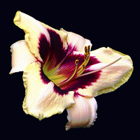 Buy canvas prints of Gorgeous Lily   by james balzano, jr.