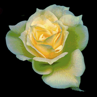 Buy canvas prints of  Multicolored Yellow Rose by james balzano, jr.