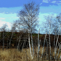 Buy canvas prints of Oil Painted Stand of Birch Trees  by james balzano, jr.