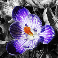 Buy canvas prints of Fully Silhouetted Crocus  by james balzano, jr.