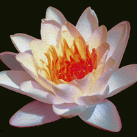 Buy canvas prints of Oil Painted Waterlily  by james balzano, jr.