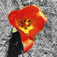 Buy canvas prints of Rosy Tulip  by james balzano, jr.