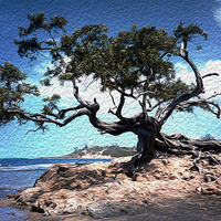 Buy canvas prints of Grand Tree at Treasure Beach  by james balzano, jr.