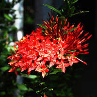 Buy canvas prints of Beautiful Red Tropical Flowers by james balzano, jr.