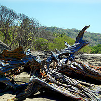 Buy canvas prints of Driftwood on Beach by james balzano, jr.