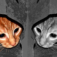 Buy canvas prints of One Cat- Two Views by james balzano, jr.