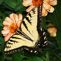 Buy canvas prints of Butterfly by james balzano, jr.