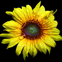 Buy canvas prints of Wet Sunflower by james balzano, jr.