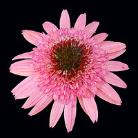 Buy canvas prints of Gorgeous Pink Flower by james balzano, jr.