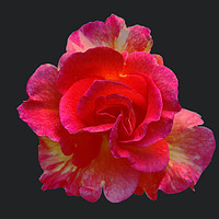 Buy canvas prints of Bright Bi-Colored Rose by james balzano, jr.
