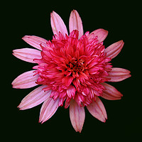 Buy canvas prints of Glorious Pink Close-Up by james balzano, jr.