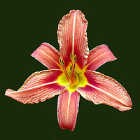 Buy canvas prints of Red Lily by james balzano, jr.