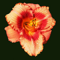 Buy canvas prints of Another Red Lily by james balzano, jr.