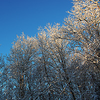 Buy canvas prints of Light on Frozen Treetops by james balzano, jr.
