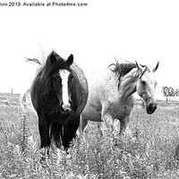 Buy canvas prints of Wild Horses by Andrew Pelvin