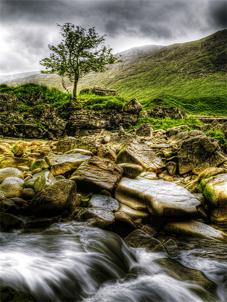 Lone Tree On River Etive Picture Board by Aj’s Images