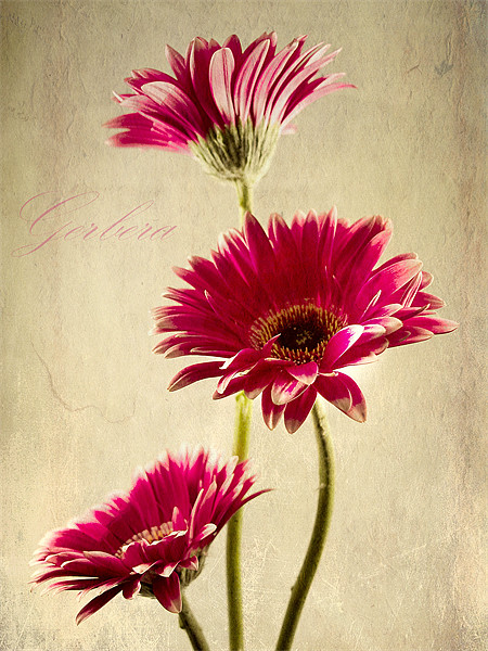 Gerbera Fountain Picture Board by Aj’s Images