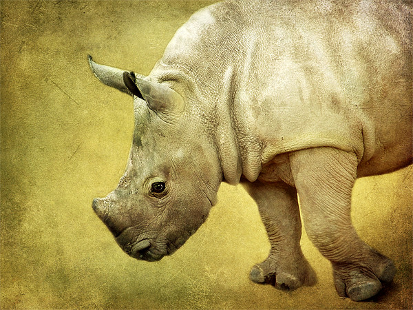 Baby Rhinoceros Picture Board by Aj’s Images