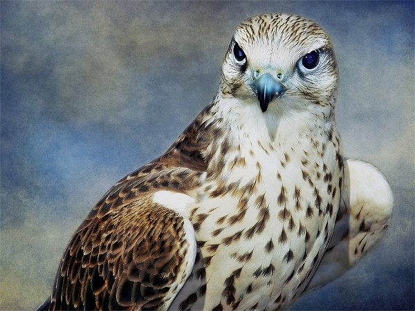 Saker Falcon Picture Board by Aj’s Images