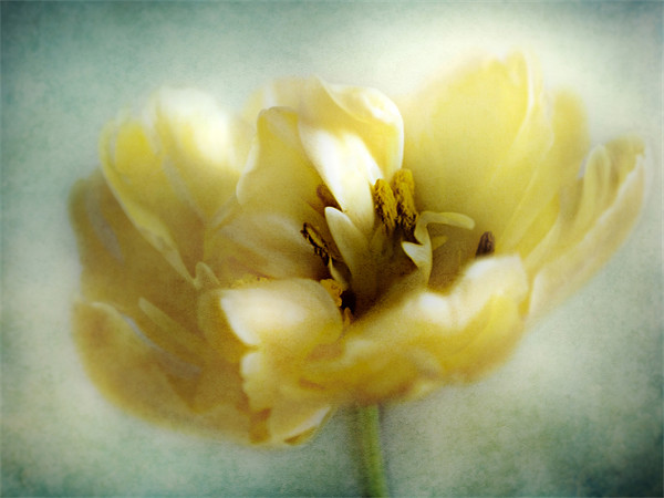 Yellow Tulip Picture Board by Aj’s Images