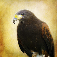Buy canvas prints of A Harris Hawk by Aj’s Images