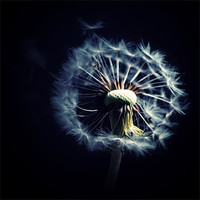 Buy canvas prints of Dandelion Blowing In The Wind by Aj’s Images