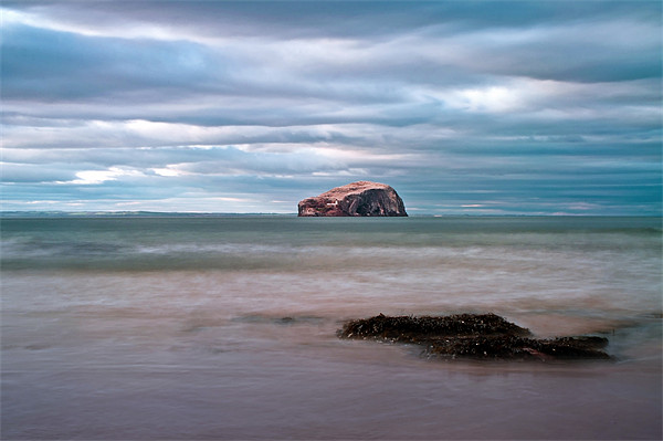 The Bass Rock from Seacliff Picture Board by Aj’s Images
