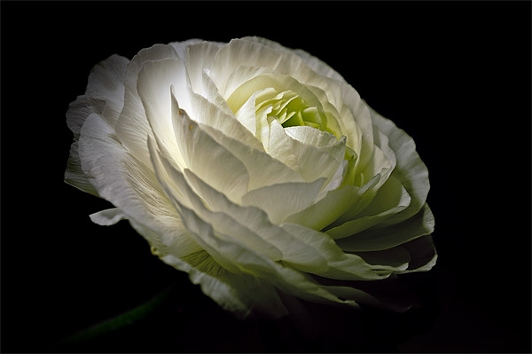 White Ranunculus Picture Board by Aj’s Images