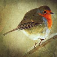 Buy canvas prints of Robin by Aj’s Images