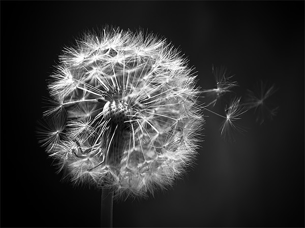 Dandelion Whispers Picture Board by Aj’s Images