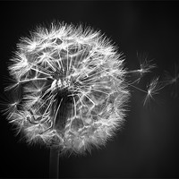 Buy canvas prints of Dandelion Whispers by Aj’s Images