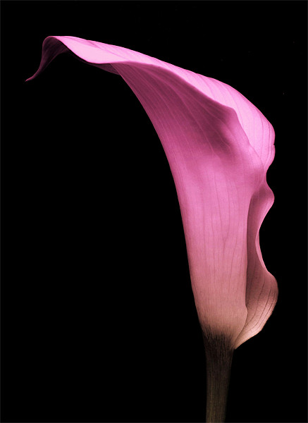 Pink Calla Lily Picture Board by Aj’s Images