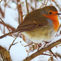 Buy canvas prints of A Robin In The Snow. by Aj’s Images