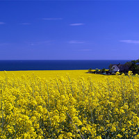 Buy canvas prints of Hidden In The Rape Seed. by Aj’s Images