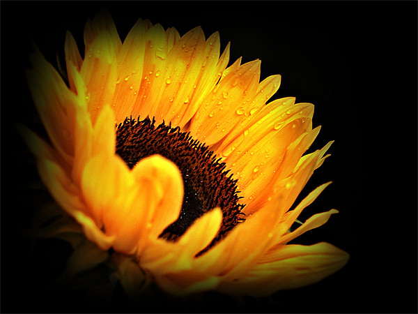 A Sunflower With Waterdrops. Picture Board by Aj’s Images
