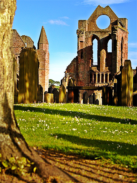 Summer Sun On Arbroath Abbey. Picture Board by Aj’s Images