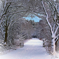 Buy canvas prints of A Winter's Walk In Snowy Scotland. by Aj’s Images