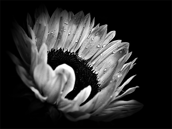 Sunflower Droplets In BW Picture Board by Aj’s Images