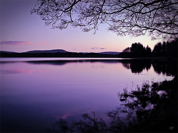 Lavender Light Over Lake Menteith Picture Board by Aj’s Images