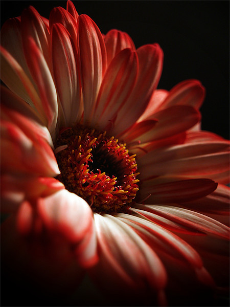 Two Toned Gerbera. Picture Board by Aj’s Images