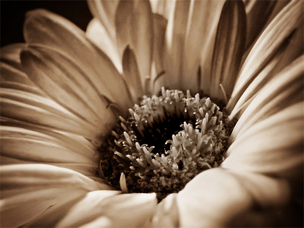 Soft Sepia Gerbera Picture Board by Aj’s Images