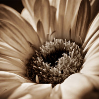 Buy canvas prints of Soft Sepia Gerbera by Aj’s Images