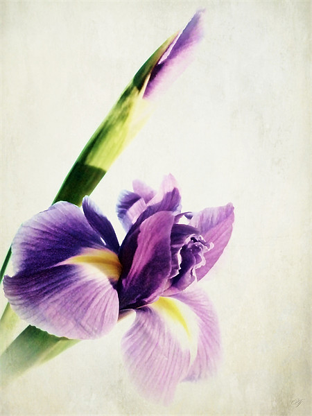 Purple Iris. Picture Board by Aj’s Images