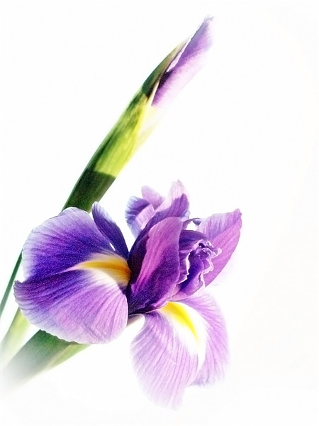 Iris In Bloom Picture Board by Aj’s Images