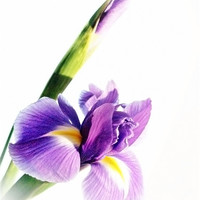 Buy canvas prints of Iris In Bloom by Aj’s Images
