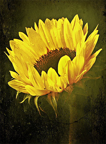 Petals Of A Sunflower. Picture Board by Aj’s Images