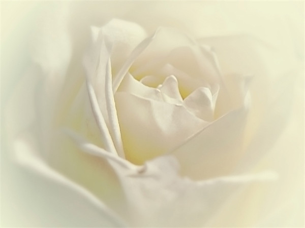 Soft White Rose Picture Board by Aj’s Images