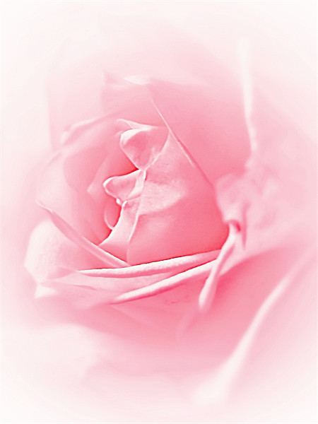 Portrait Of A Rose Picture Board by Aj’s Images